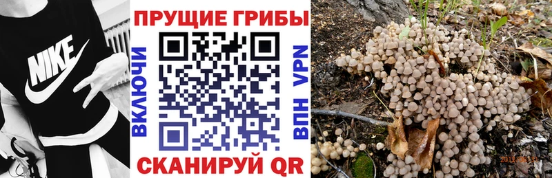 Купить  Выкса  Галлюциногенные грибы Psilocybine cubensis 